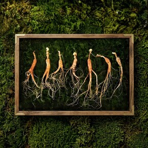 강원도 산양산삼 9-10년근 7뿌리
